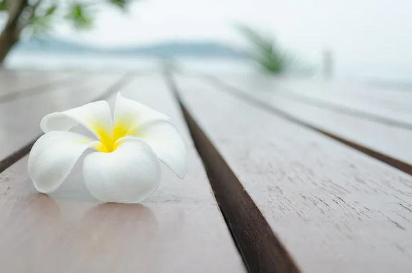 Белый желтый цветок на деревянном полу — стоковое фото