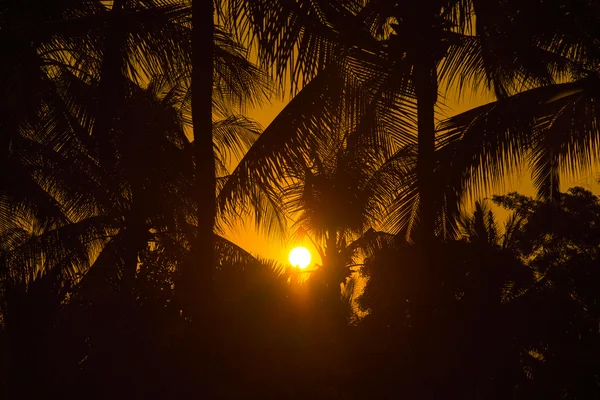Sunset at coconut tree — Stock Photo, Image
