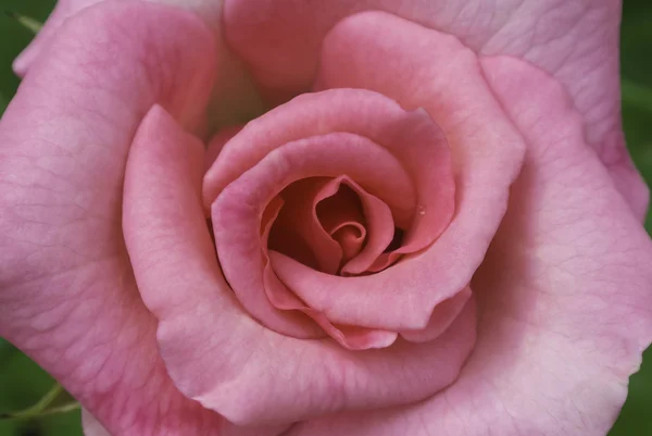 Rosa Rosenblüte — Stockfoto