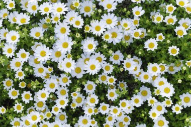 Grup beyaz sarı çiçek