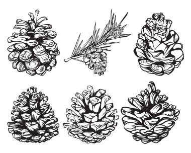 Set of christmas hand drawn pine cones clipart