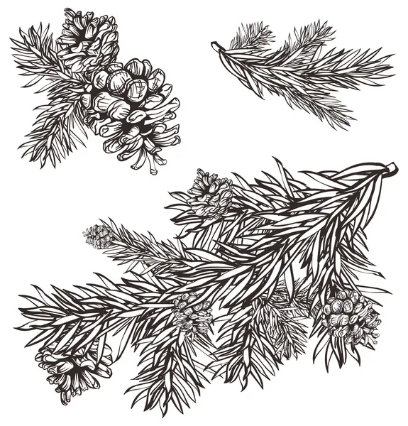 Diseño de Navidad dibujado a mano rama de pino de Navidad y conos de pino — Vector de stock
