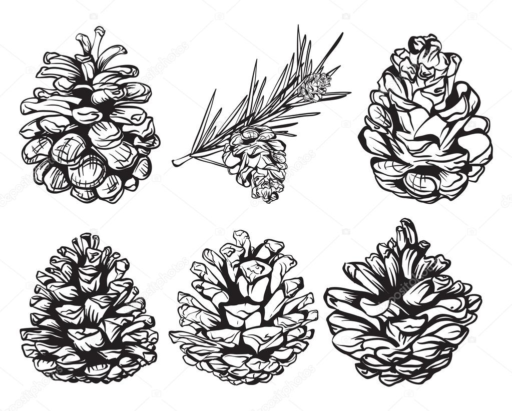 Set of christmas hand drawn pine cones