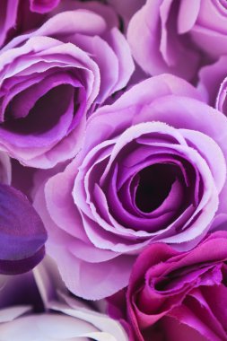 Purple roses clipart