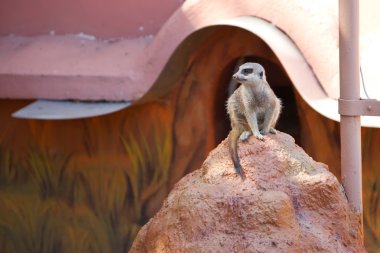 oturma meerkat