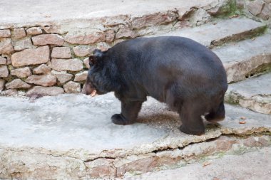 Hayvanat bahçesinde ayı.