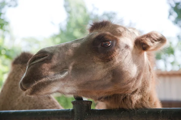 Camelo no zoológico — Fotografia de Stock