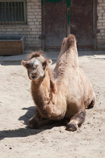Camello en el zoológico — Foto de Stock