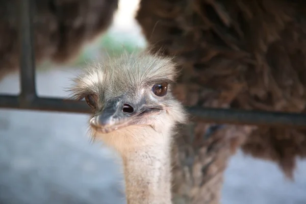 Retrato de uma avestruz — Fotografia de Stock