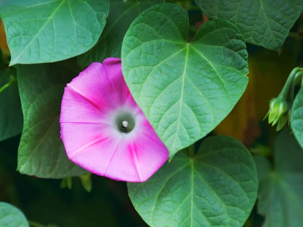 Flor — Foto de Stock