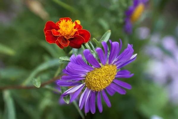 Flor —  Fotos de Stock