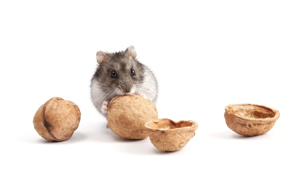 Hamster and walnuts — Stock Photo, Image