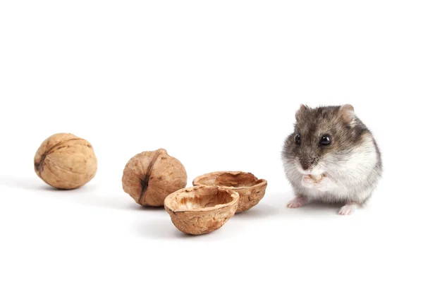 Hamster and walnuts — Stock Photo, Image