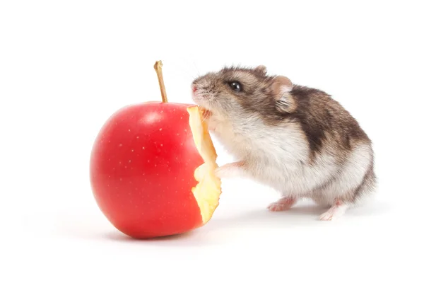 Hamster and apple — Stock Photo, Image