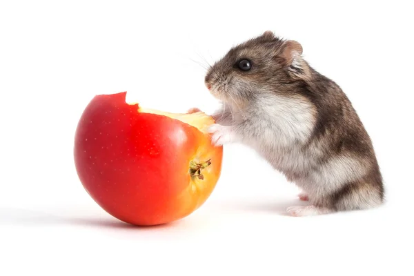 Hamster and apple — Stock Photo, Image
