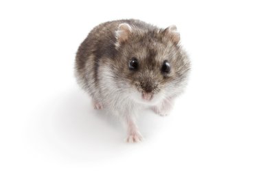 hamster