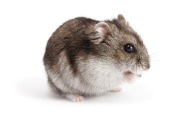 hamster