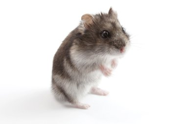 hamster