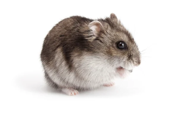 Hamster — Stock Photo, Image