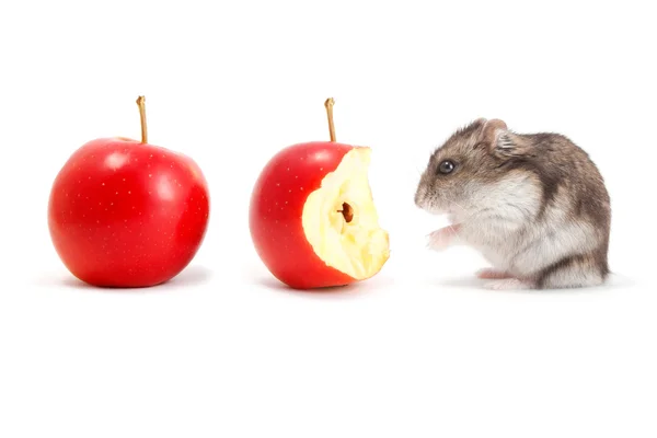 Hamster en appels — Stockfoto