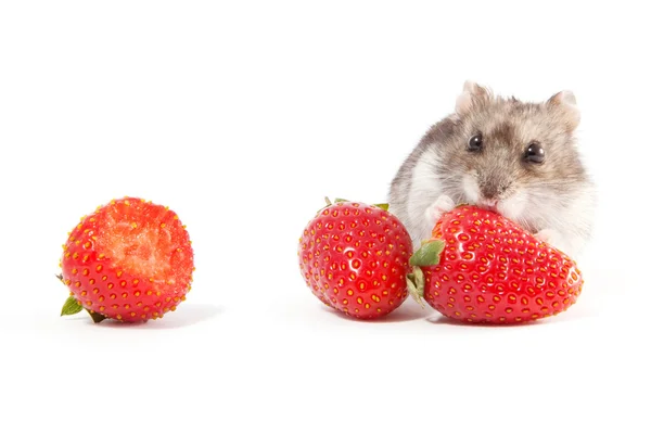 Hamster and strawberries — Stock Photo, Image