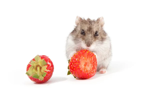 Hamster and strawberries — Stock Photo, Image