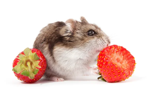 Hamster and strawberries Stock Image