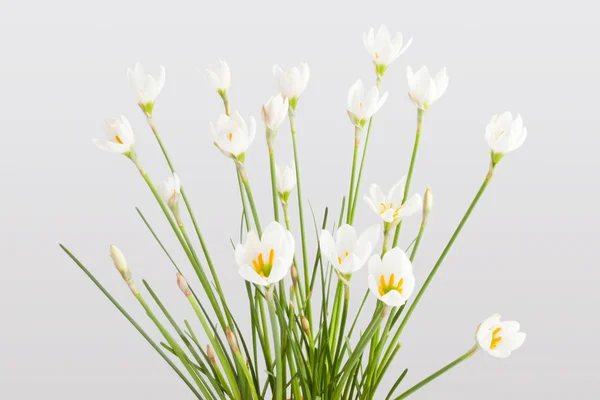 Zephyranthes — стокове фото