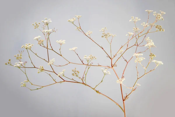 野生の花 — ストック写真