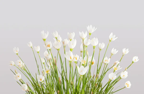 Zephyranthes — Stok fotoğraf