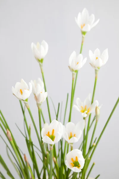 Zephyranthes — Stok fotoğraf