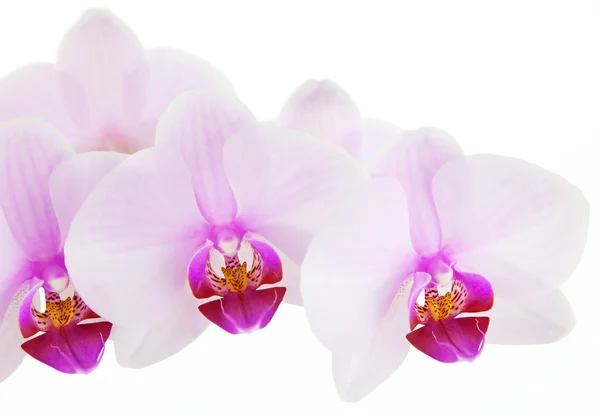 Orchidea — Foto Stock