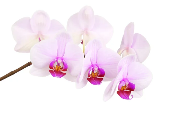 Orquídea — Foto de Stock