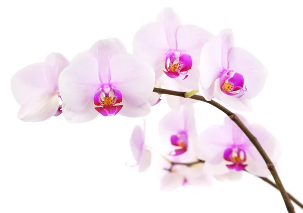 Orquídea — Fotografia de Stock