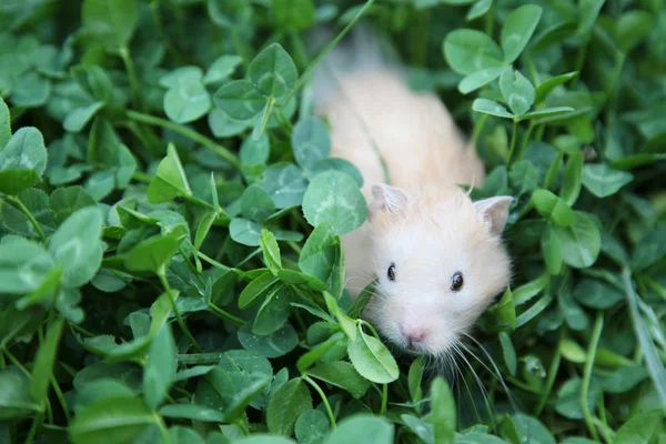 Hamster — Fotografia de Stock