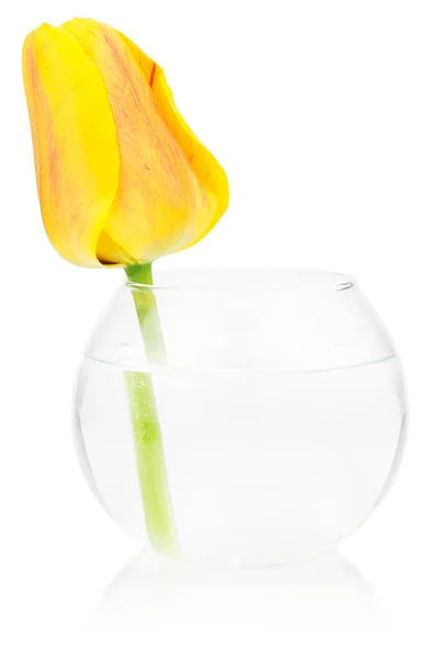 Tulip — Stock Photo, Image