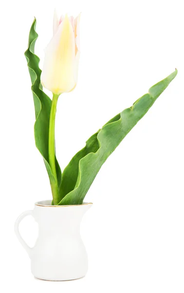 Tulipano — Foto Stock