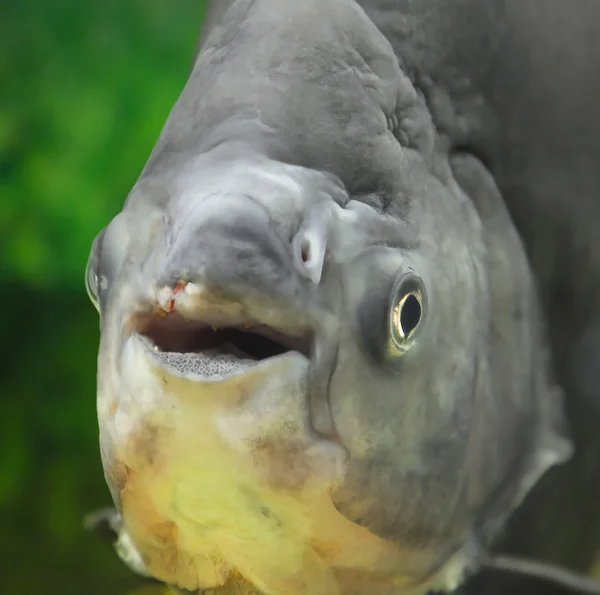 魚 — ストック写真