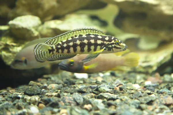 Pescado — Foto de Stock