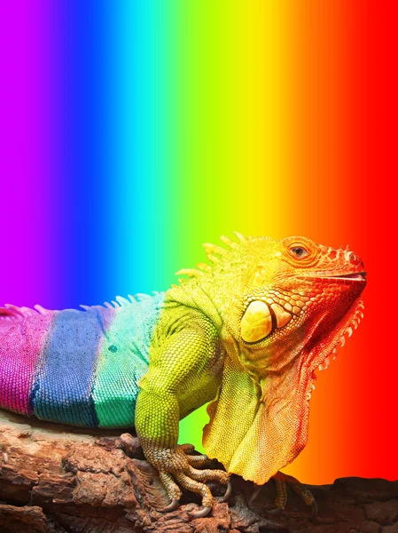 Chameleon — Stock Photo, Image