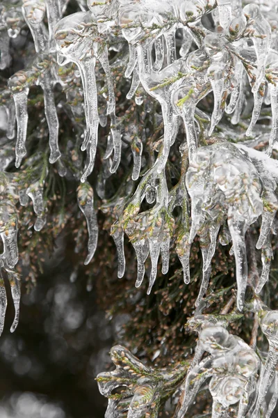 Icicles — Stock Photo, Image