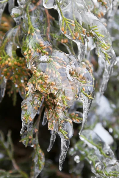 Icicles — Stock Photo, Image