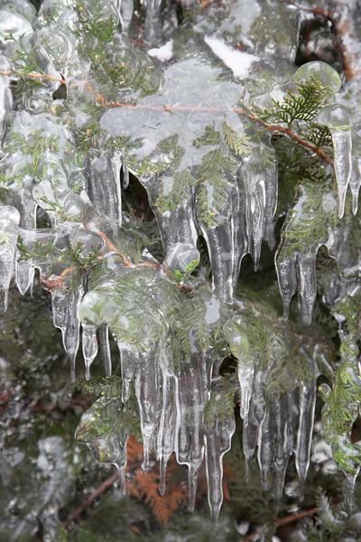 Icicles — Stock Photo, Image