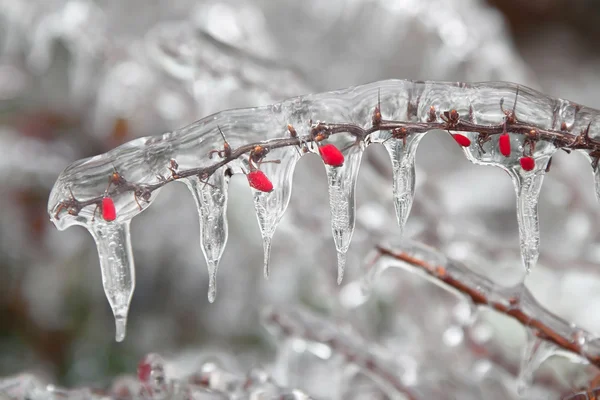 Eiszapfen — Stockfoto