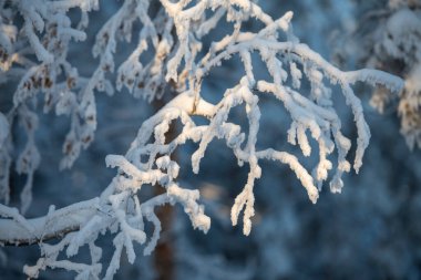 Huş ağacının karla kaplı dallarına yakın çekim