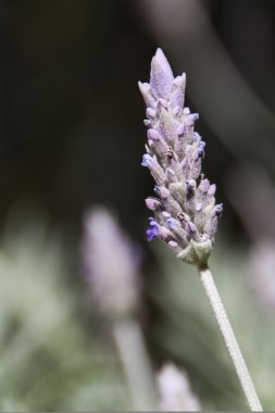 mor lavanta çiçekleri