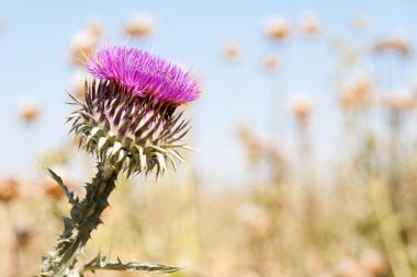 süt thistle çiçek