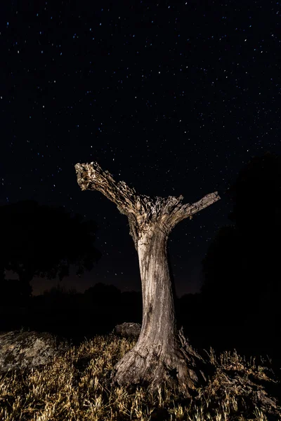 Baum in der Nacht — Stockfoto