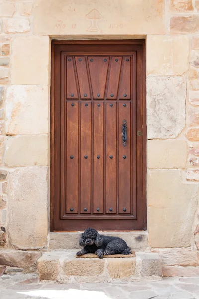 Poedel voor een huis — Stockfoto