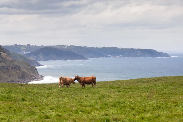 Duas vacas pastando em pastagens nas colinas perto da costa marítima Fotos De Bancos De Imagens Sem Royalties